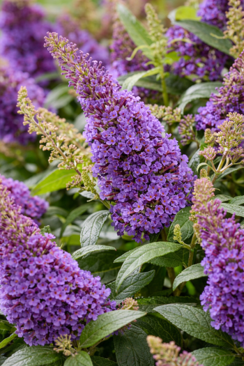 Буддлея Давида Літл Ліла|Buddleja davidii Butterfly Candy ® Little Lila|Буддлея Давида Литл Лила